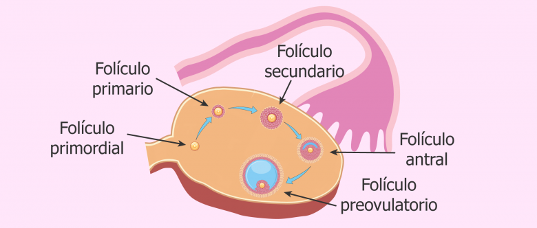 Folículos - Reserva ovárica